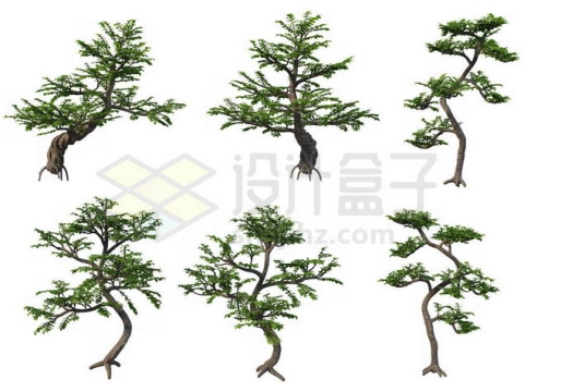 6棵六月雪松树盆景植物2263359PSD免抠图片素材