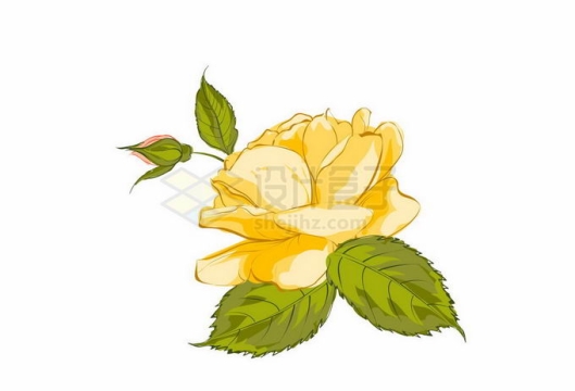 盛开的黄色蔷薇花月季花和绿叶装饰手绘风格3675219矢量图片免抠素材
