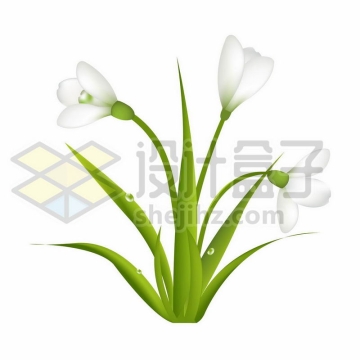 郁金香白色花朵鲜花4539764矢量图片免抠素材