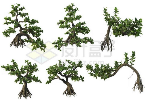 6棵六月雪松树盆景植物7546584PSD免抠图片素材