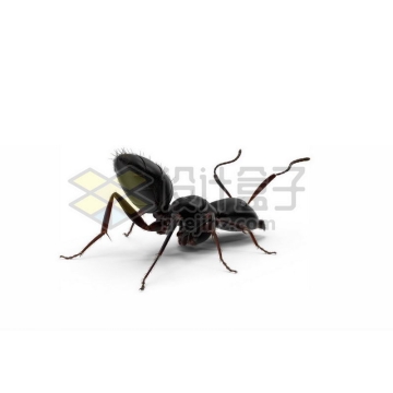 3D立体高清小蚂蚁小动物9264704图片免抠素材