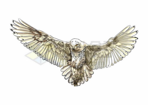 一只张开翅膀的白色猫头鹰写实风格水彩插画7102237矢量图片免抠素材免费下载