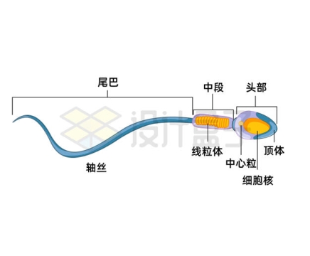 上海青细胞结构图图片