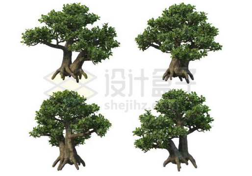 4棵榕树大型盆栽植物观赏植物6061570PSD免抠图片素材