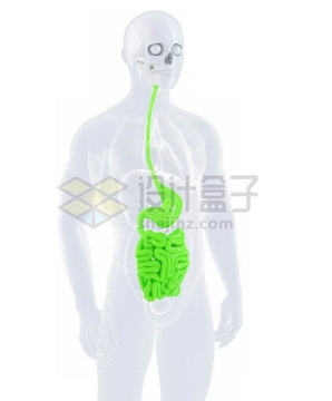 3D立体白色骨架绿色心脏和肺部肝脏大肠小肠等内脏塑料人体模型1690632图片免抠素材