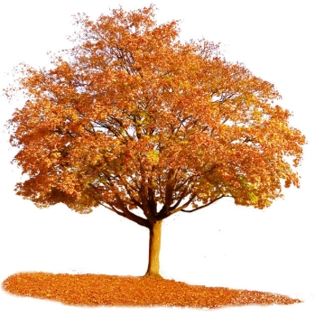 秋天落叶的黄色大树1084095png免抠图片素材