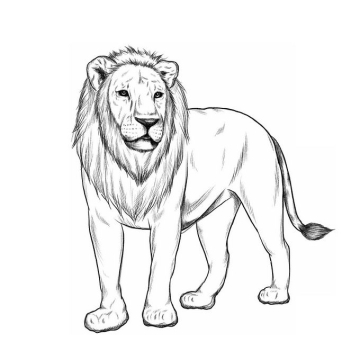 一只站立的雄狮手绘素描风格狮子猫科动物插画5934552免抠图片素材