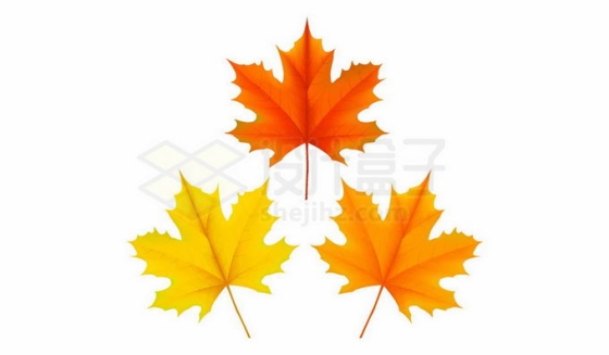 三种不同颜色的秋天枫叶树叶8170258免抠图片素材