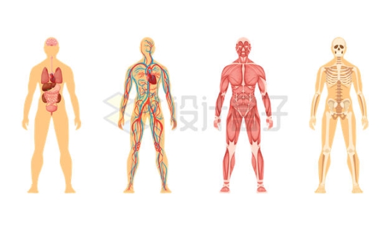 内脏血液循环系统肌肉骨骼等人体身体结构解剖图5558595矢量图片免抠素材