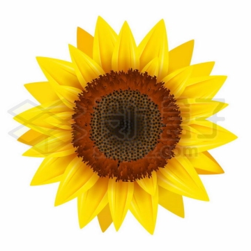 一个向日葵花朵5309217矢量图片免抠素材