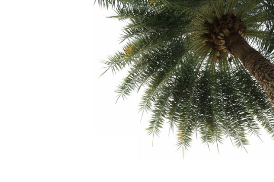 仰视视角的刺葵椰子树热带大树园林绿植观赏树木9265848免抠图片素材