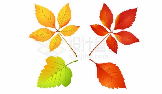 4款秋天变黄变红的树叶8518346免抠图片素材