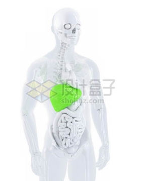 3D立体绿色肝脏心脏肺部大肠小肠等内脏塑料人体模型6716170图片免抠素材