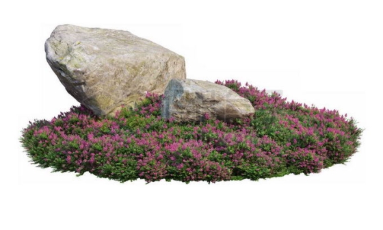 公园花圃里开着紫色花朵的千屈菜茂盛植被中间的两颗巨石1291314PSD免抠图片素材