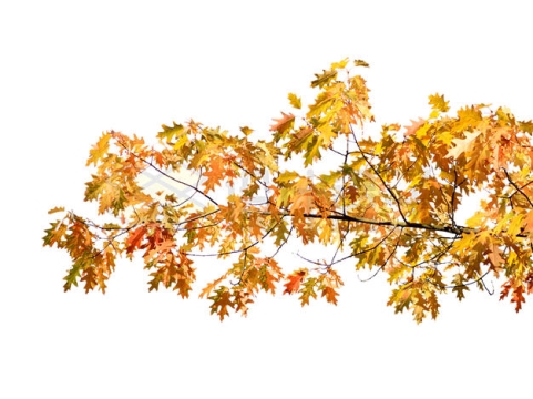 秋天变黄的树枝上的树叶8253972png免抠图片素材