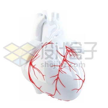 3D立体红色血管的白色人体心脏模型9139977图片免抠素材
