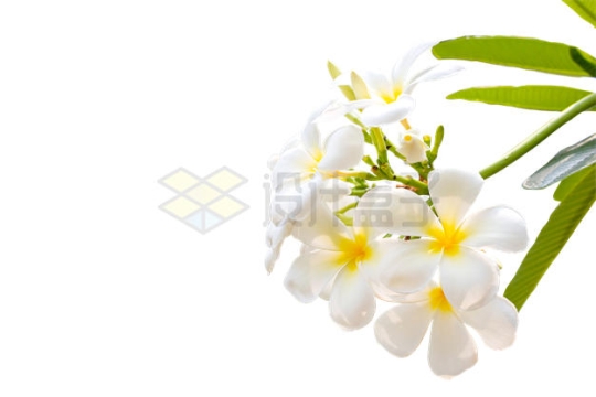 鲜艳的白色花朵鸡蛋花3686406PSD免抠图片素材