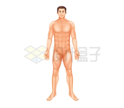 一个男性人体模型医疗教学配图9047382矢量图片免抠素材