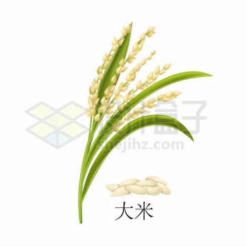 水稻大米种子粮食农作物彩绘配图8460958矢量图片免抠素材