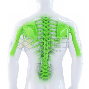 3D立体绿色背部骨架塑料人体模型4738286图片免抠素材