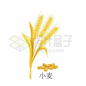 小麦麦粒种子粮食农作物彩绘配图2134655矢量图片免抠素材