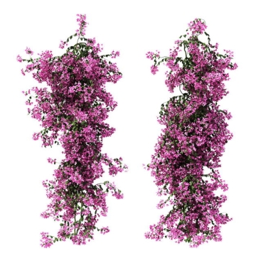 两款叶子花紫茉莉鲜花花卉观赏花2692317免抠图片素材