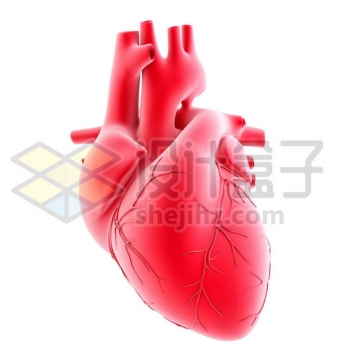 3D立体红色心脏人体器官模型侧面图3393054图片免抠素材