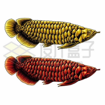 2条金黄色和红色的金龙鱼美丽硬仆骨舌鱼插画4933464矢量图片免抠素材免费下载