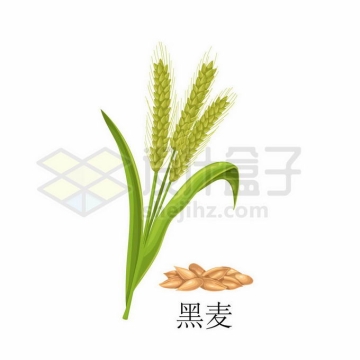 黑麦种子粮食农作物彩绘配图1477465矢量图片免抠素材