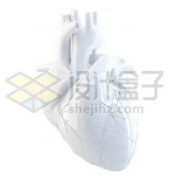 3D立体白色心脏人体器官模型侧面图5282413图片免抠素材