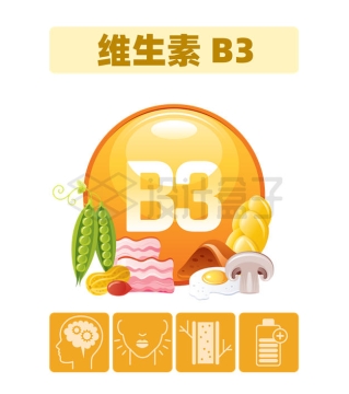 富含维生素B3的食物及其对身体健康的作用配图4527906矢量图片免抠素材