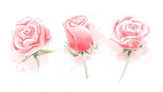 粉色玫瑰花水彩画风格图片免抠素材