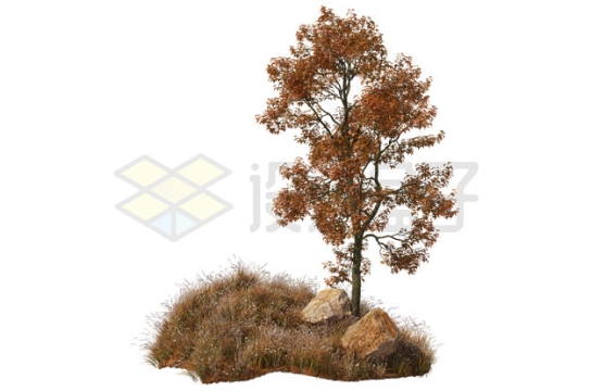 秋天枯黄草地上的枯树大树风景5127348PSD免抠图片素材