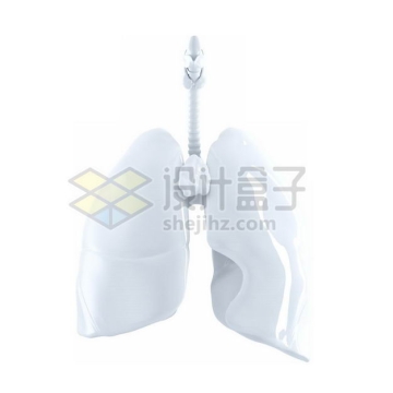 3D立体白色肺部呼吸道等呼吸器官等内脏塑料人体模型4386947图片免抠素材