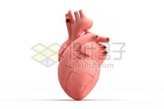 3D立体粉红色心脏人体器官模型侧面图1375733图片免抠素材