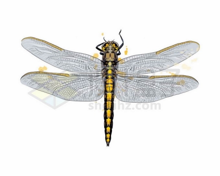 一只金色的蜻蜓昆虫写实风格水彩插画9839469矢量图片免抠素材免费下载