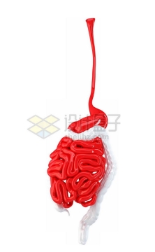 3D立体红色食道胃部小肠和白色大肠等消化系统内脏塑料人体模型8610303图片免抠素材