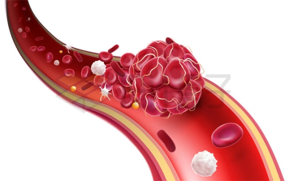 血管解剖图中的红细胞和白细胞9720839矢量图片免抠素材