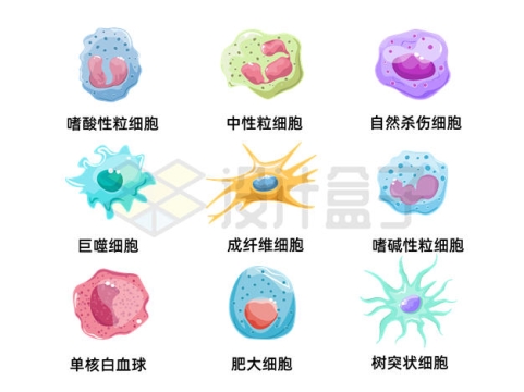 吞噬细胞结构图图片