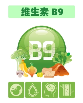 富含维生素B9的食物及其对身体健康的作用配图5361765矢量图片免抠素材