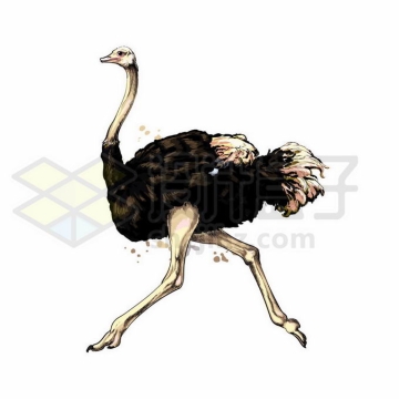一只奔跑中的鸵鸟写实风格水彩插画1232800矢量图片免抠素材免费下载