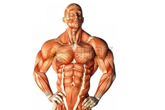 叉腰的男性人体肌肉模型9428545图片免抠素材