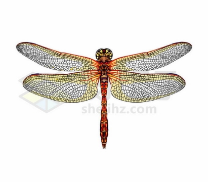 一只张开金色翅膀的红色蜻蜓昆虫写实风格水彩插画2107686矢量图片免抠素材免费下载