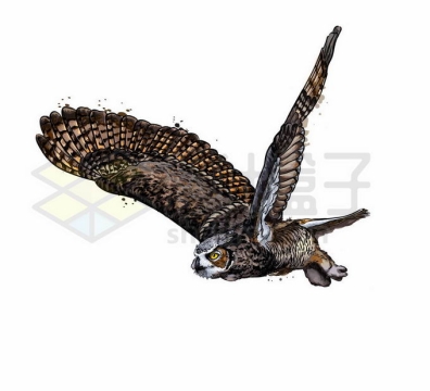 无声展翅飞行中的猫头鹰写实风格水彩插画7328984矢量图片免抠素材免费下载