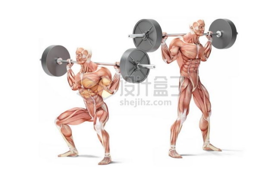 两款男性人体肌肉模型正在杠铃颈后推举健身房动作3151120图片免抠素材