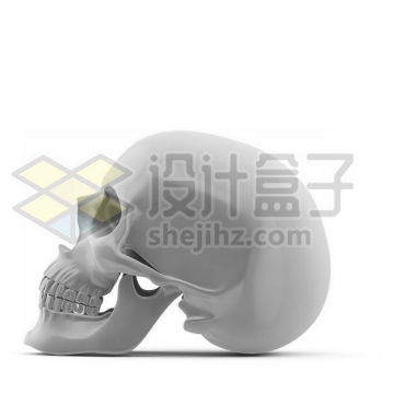 逼真的3D立体白色骷髅头人体骨骼侧面图8304901图片免抠素材