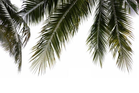 椰子树叶子装饰2066697免抠图片素材