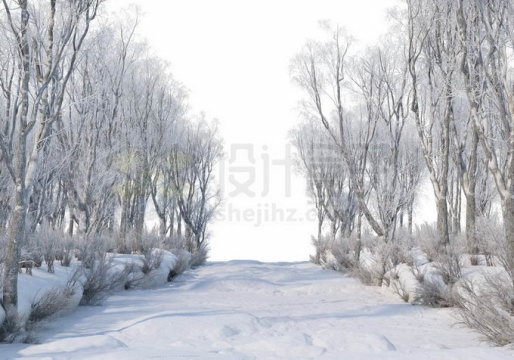 冬天厚厚积雪覆盖的树林森林大树和林间小路道路风景7649509免抠图片素材免费下载