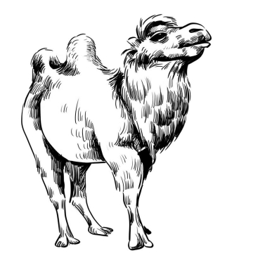 双峰驼手绘黑色线条风格骆驼3741724图片素材