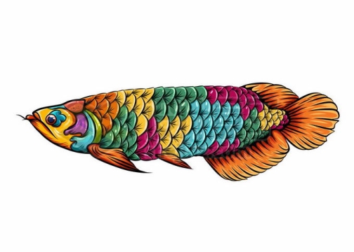 一条彩色的金龙鱼美丽硬仆骨舌鱼插画8975906矢量图片免抠素材免费下载